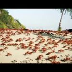 Crab Rave