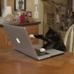 Typing kitty