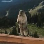 screaming gopher