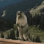 Yelling Beaver