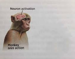 Neuron activation