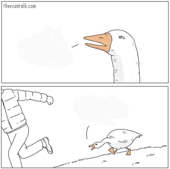 Angry goose