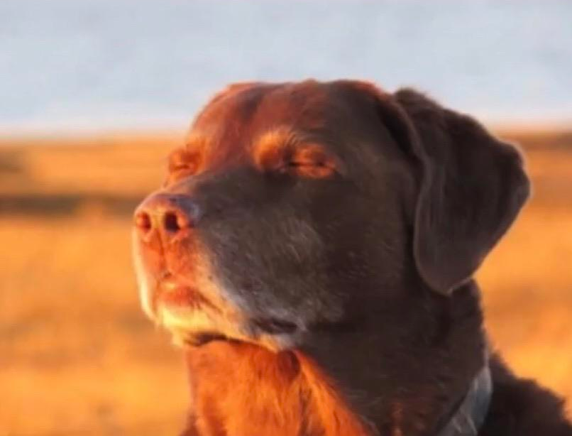 Dog accepting fate